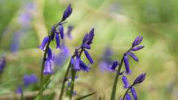 Image of Common Bluebell