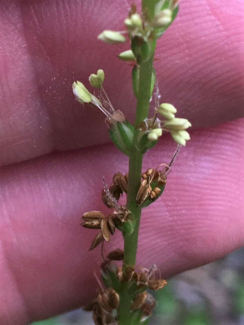 صورة Plantago sparsiflora Michx.