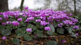 Image of Cyclamen coum Miller