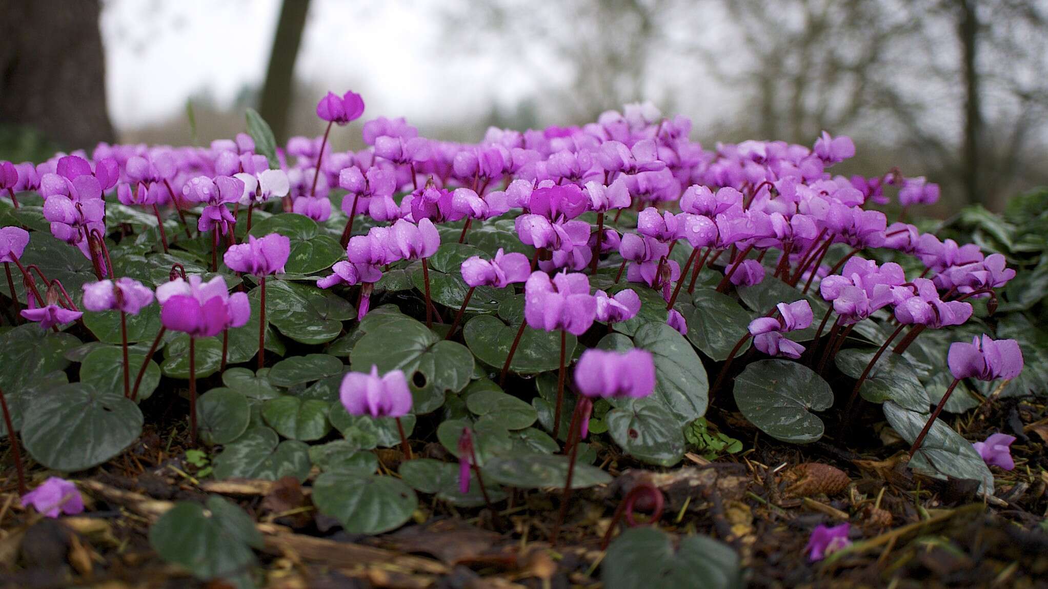 Image of Cyclamen coum Miller