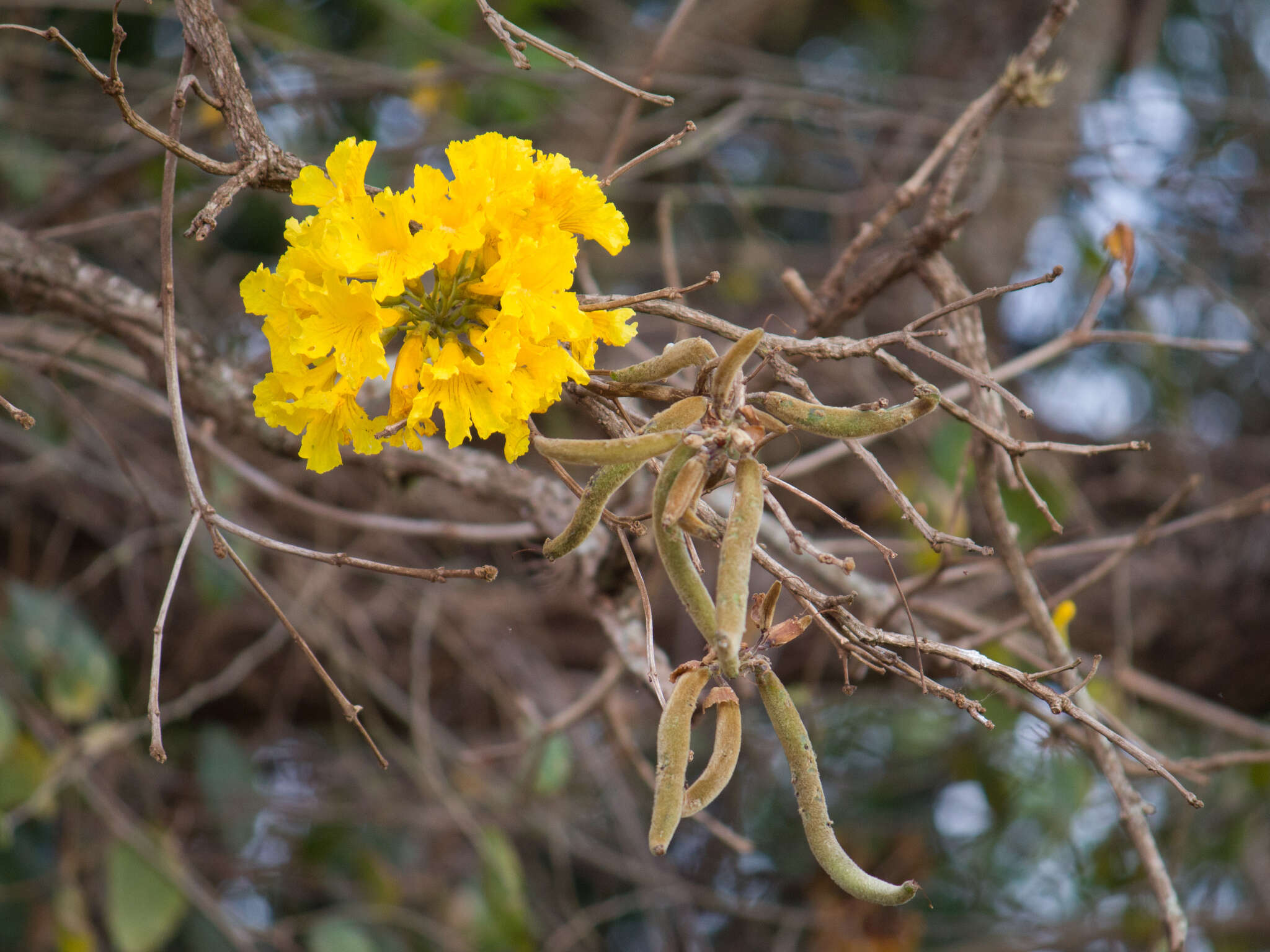 Image of Handroanthus ochraceus subsp. ochraceus