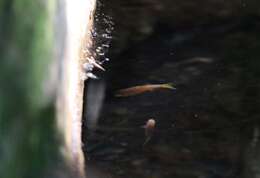 Слика од Rasbora einthovenii (Bleeker 1851)