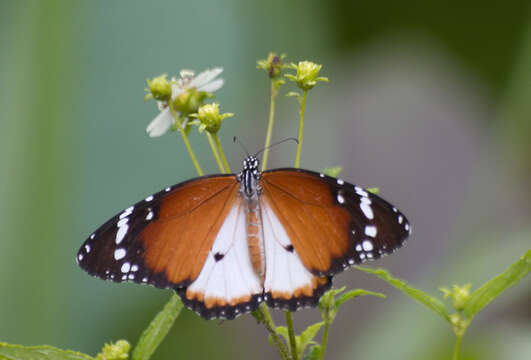 Image of Danaus (Anosia) chrysippus subsp. alcippus Cramer 1777