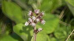 Image of Winter heliotrope