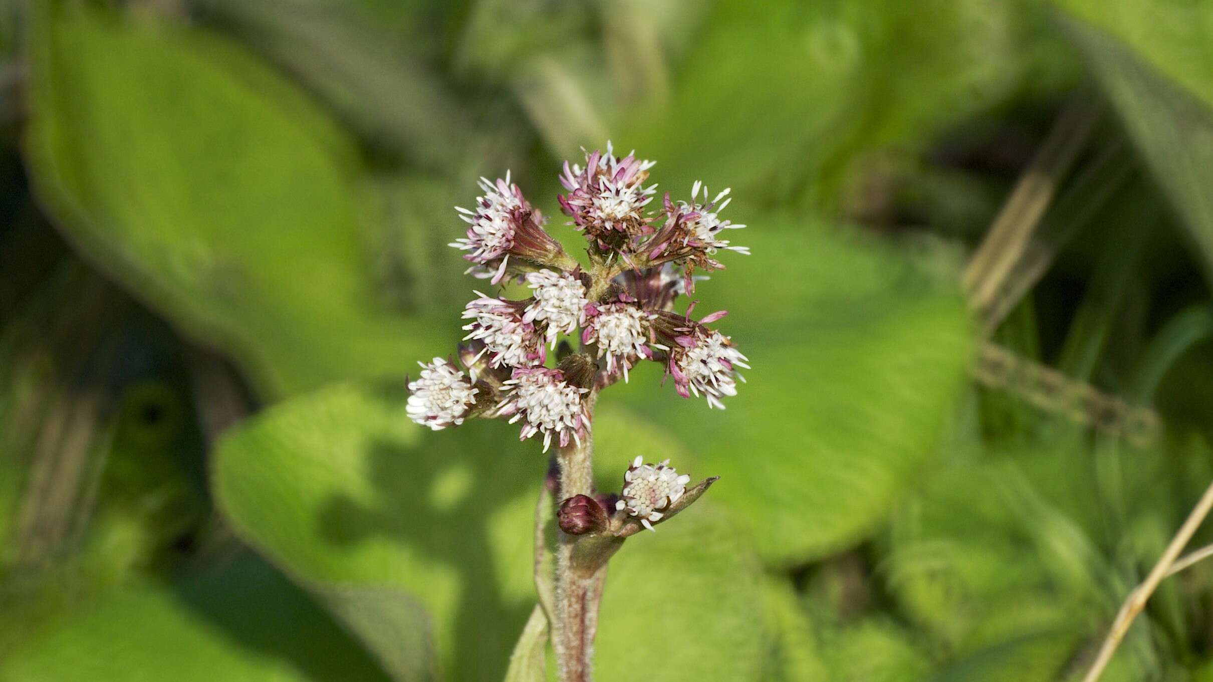 Image of Winter heliotrope