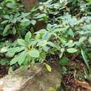 Image of Impatiens auricoma Baill.