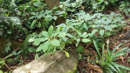 Image of Impatiens auricoma Baill.