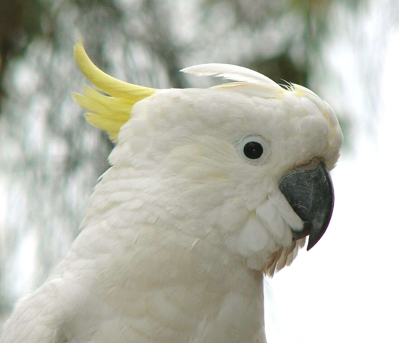 Image of Sulphur-crested Cockatoo