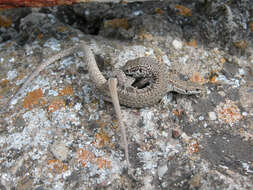 Image of Iberian Wall Lizard