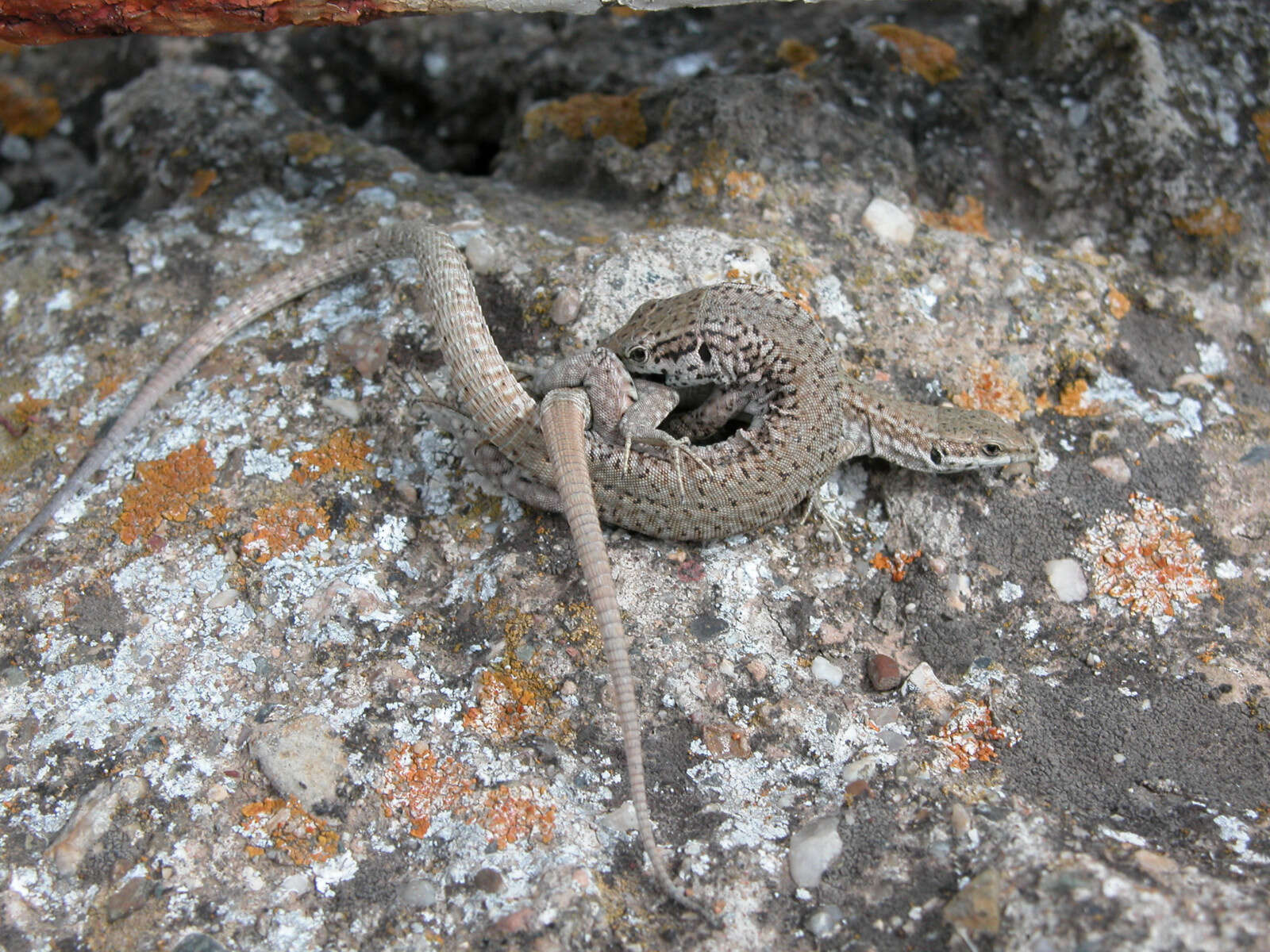 Image of Iberian Wall Lizard