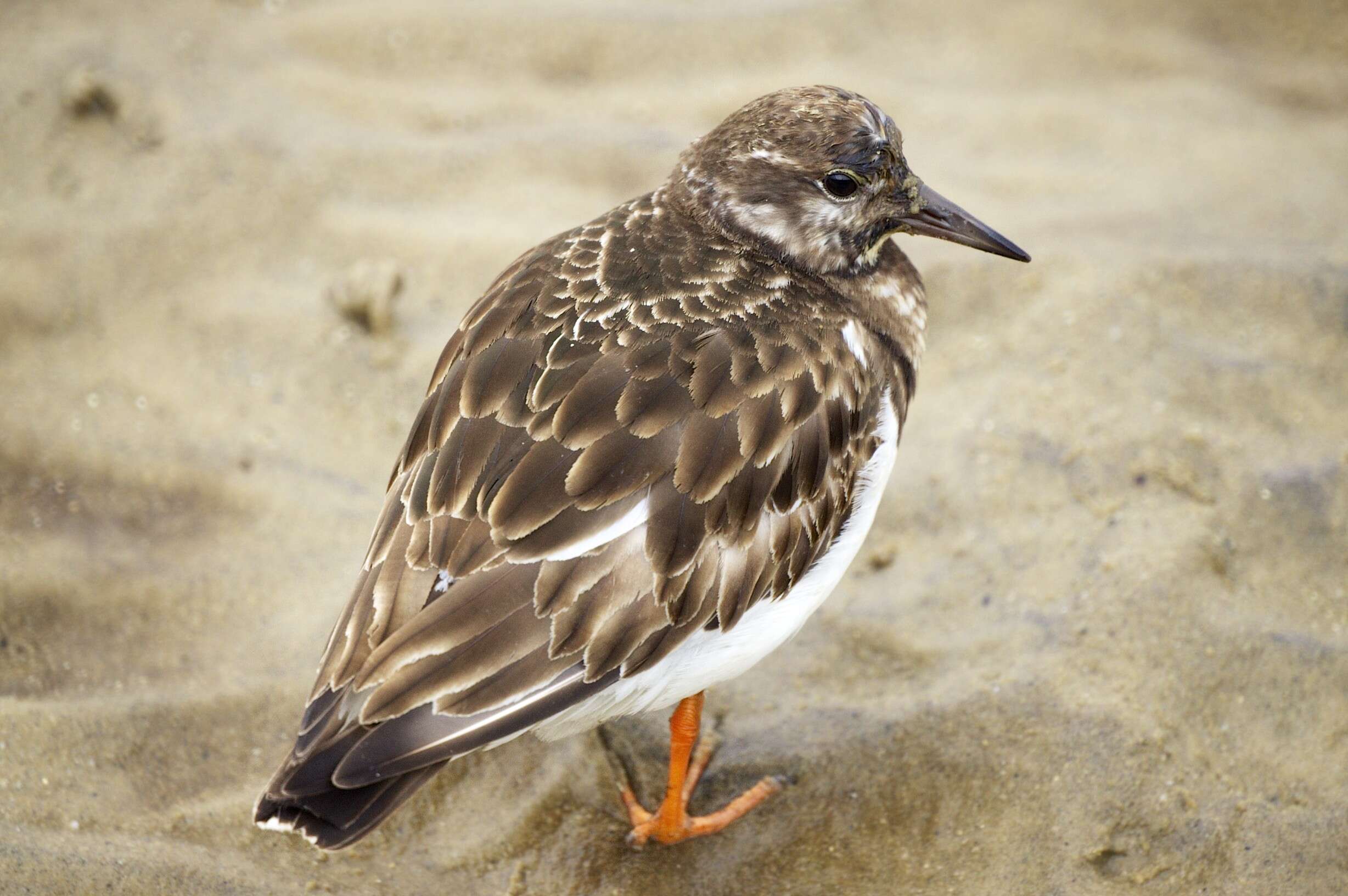 Image of Ruddy Turnstone