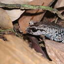 Image of Smith's Litter Frog