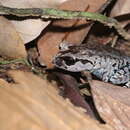 Leptobrachium smithi Matsui, Nabhitabhata & Panha 1999 resmi