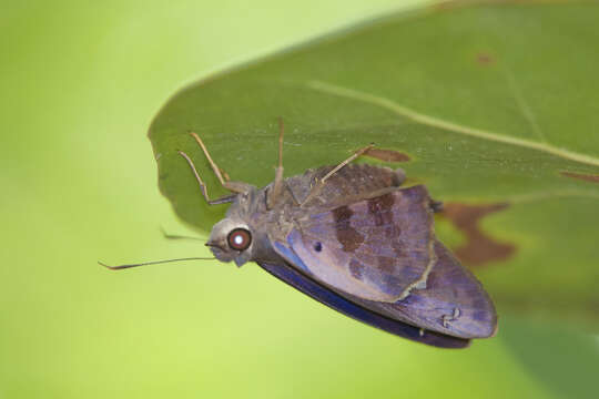 Image of Hammock Skipper