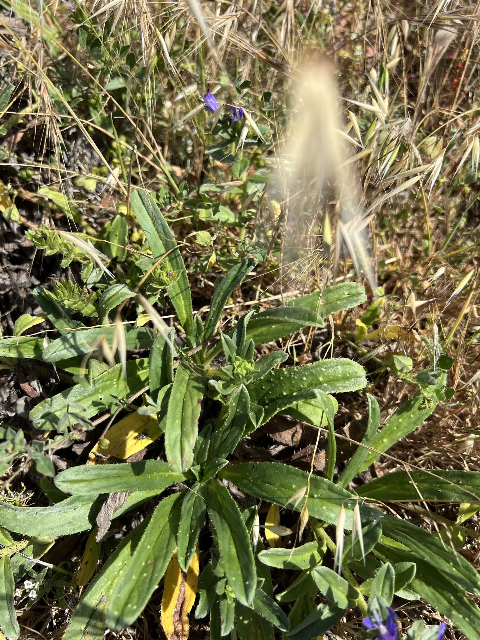 Plancia ëd Echium rosulatum subsp. davaei (Rouy) Coutinho