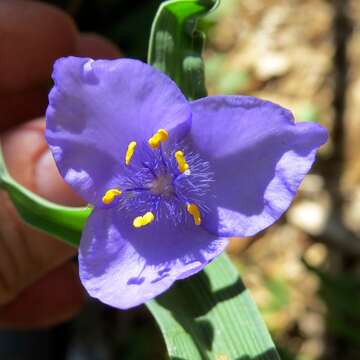 Слика од Tradescantia ohiensis Raf.