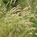 Image of Siberian melicgrass