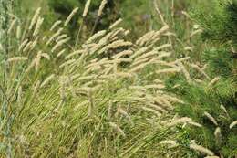 Image of Siberian melicgrass