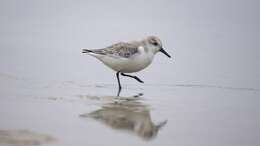 Image of Sanderling