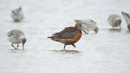 Image of Bar-tailed Godwit