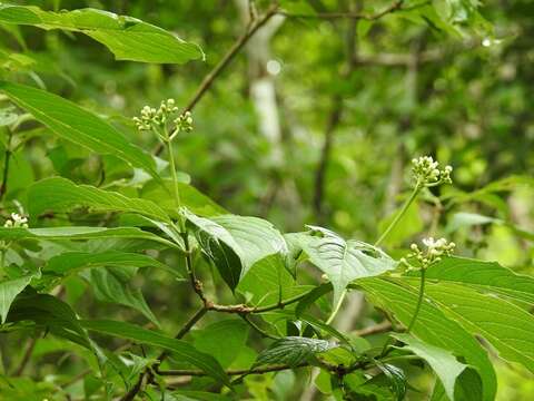 Image of thicket wild coffee