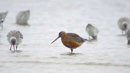 Image of Bar-tailed Godwit