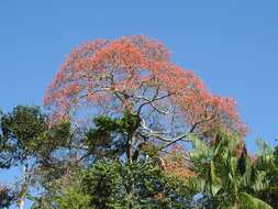 Image of Ceiba lupuna P. E. Gibbs & Semir