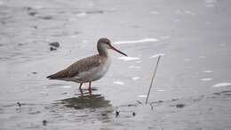 Image of Spotted Redshank