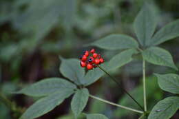 Panax pseudoginseng Wall. resmi