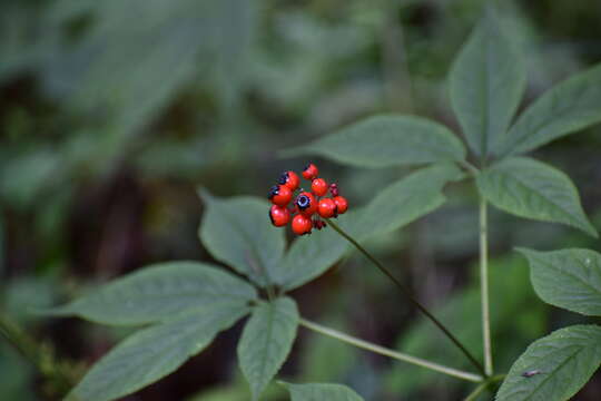 Image of ginseng