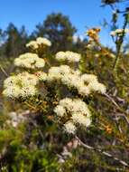 Image of Berzelia cordifolia Schltdl.