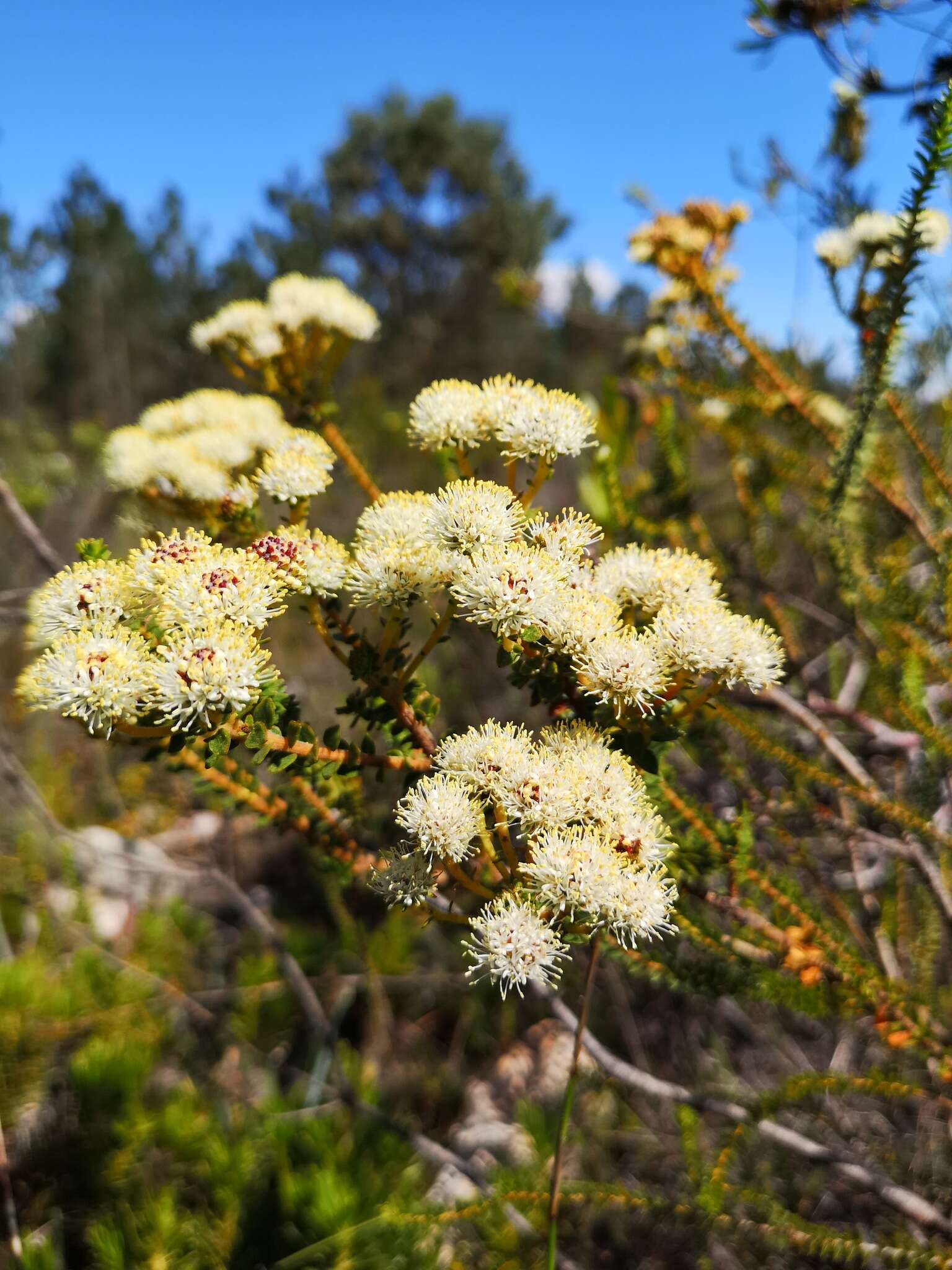 Image of Berzelia cordifolia Schltdl.