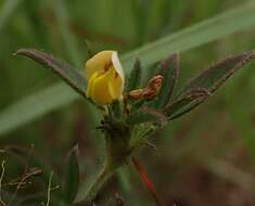 Image of shrubby pencilflower