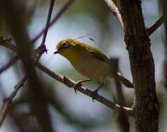 Imagem de Zosterops citrinella Bonaparte 1850