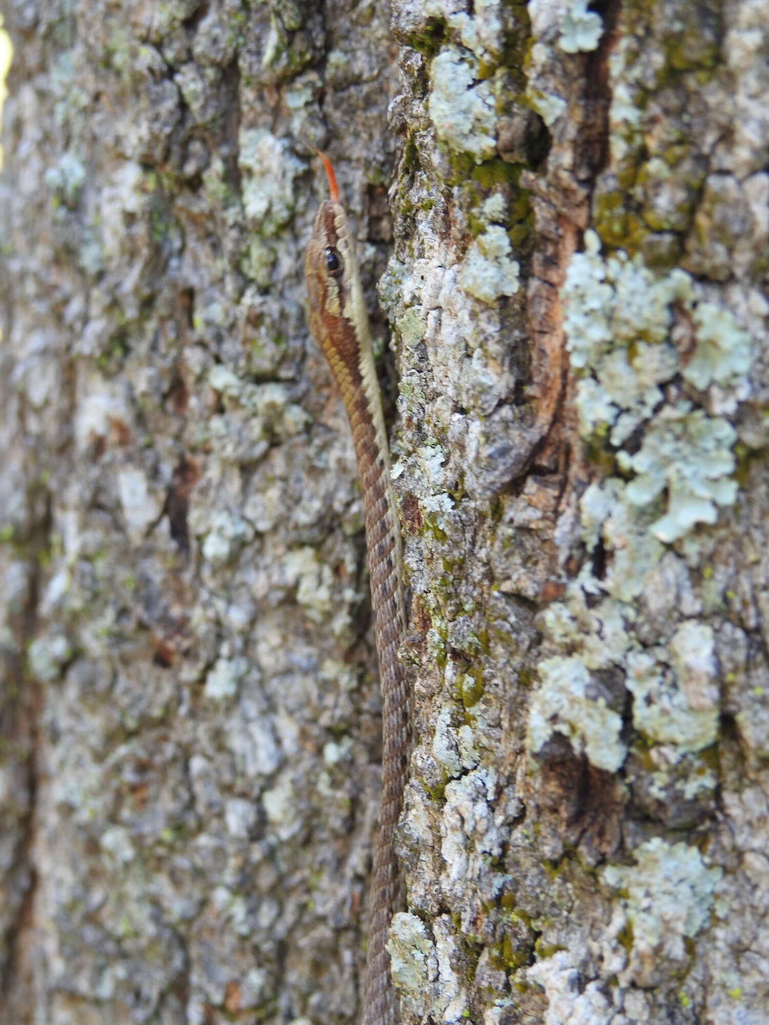 Image of Brown Whip Snake