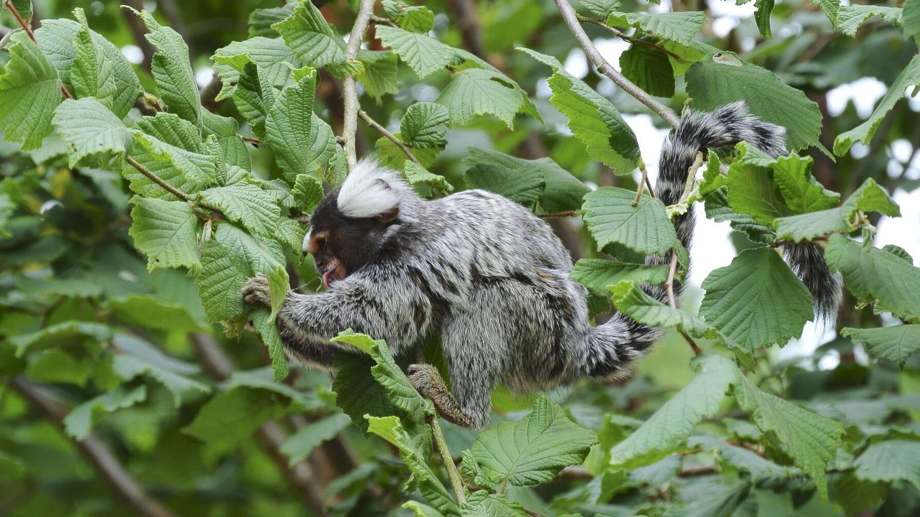 Image of Common Marmoset