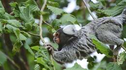 Image of Common Marmoset