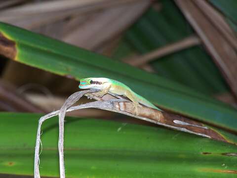 Image of Reunion Island ornate day gecko