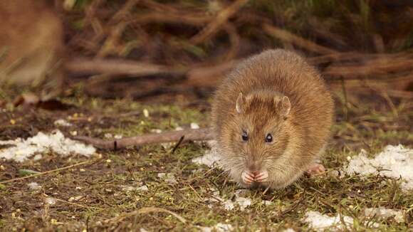 Image of Brown Rat