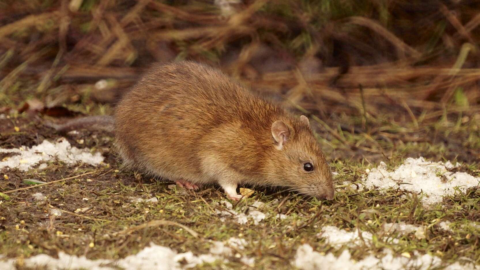 Image of Brown Rat