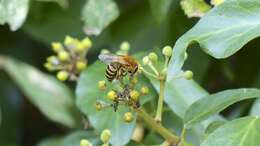 Image of Colletes hederae Schmidt & Westrich 1993