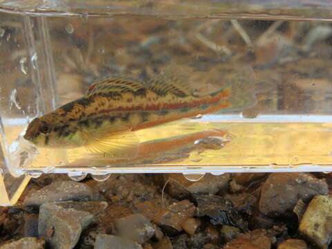 Image of Bandfin darter