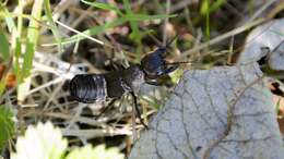 Image of Devil's Coach Horse