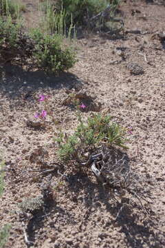 Image of Owens Valley beardtongue