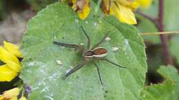 Image of Raft spider