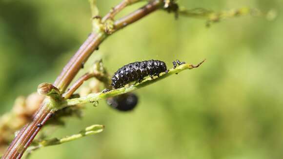 Imagem de Gastrophysa viridula