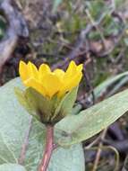 Image of Bolander's mule-ears