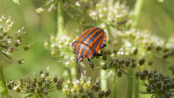 Image of <i>Graphosoma italicum</i>