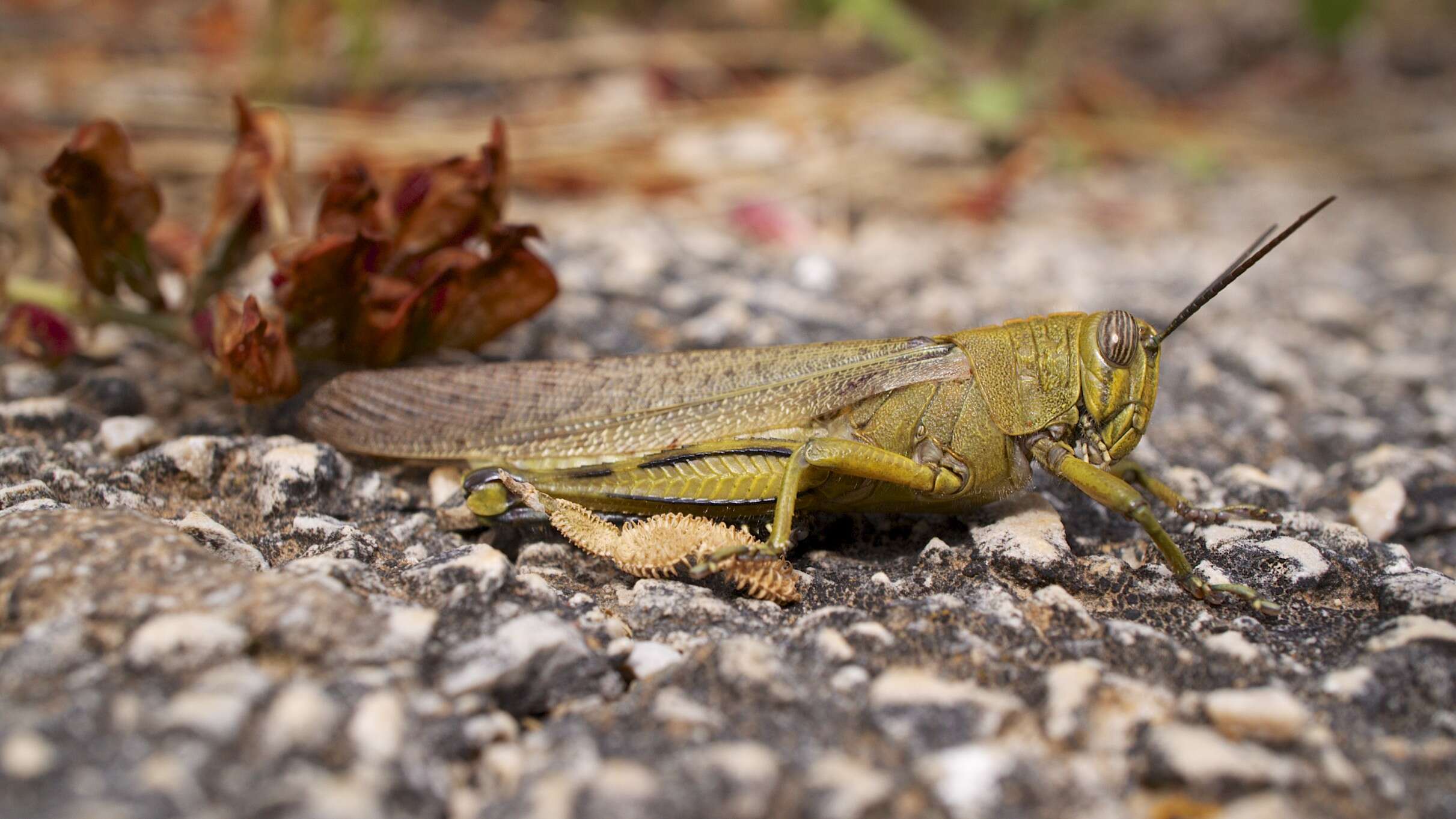 Image of egyptian grasshopper, tree locust