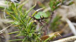 Image of Green tiger beetle